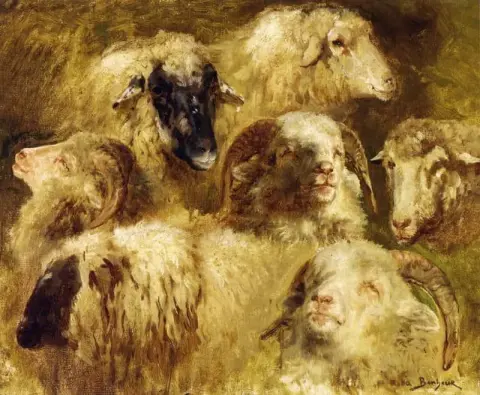 Hoofden Van Schapen En Rammen