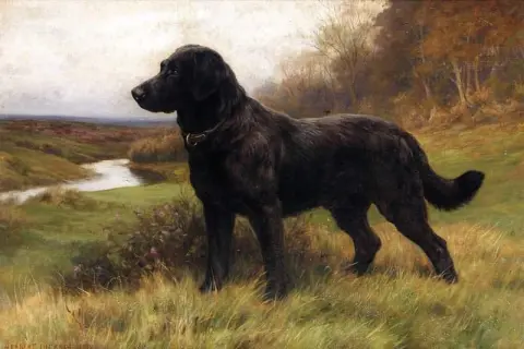 En alerta un labrador negro 1918