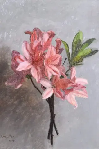 Azaleas 1908