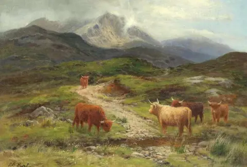 Rinder grasen in der Nähe von Beinn Eighe Kinlochewe