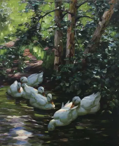 Sechs Enten Im Wasser