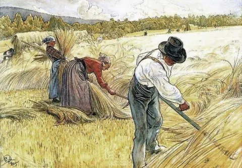 Rukiin sadonkorjuu 1905