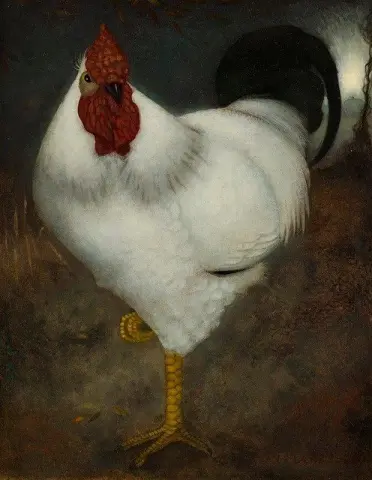 Witte Haan