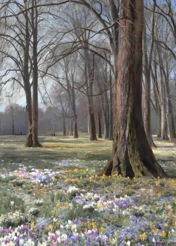 Primavera. Crochi In Fiore. Giardino di Frederiksberg
