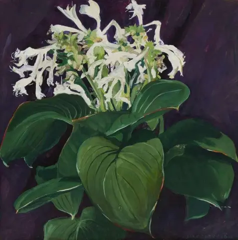 Hosta Blanca