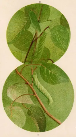 Bruco della Sfinge 1909