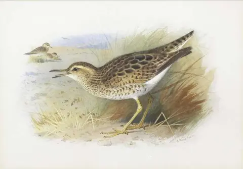 Bartram Plover