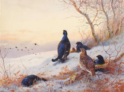 Embalaje de Blackgame 1910