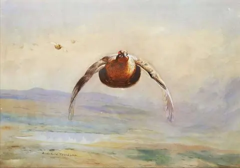 Urogallo en vuelo