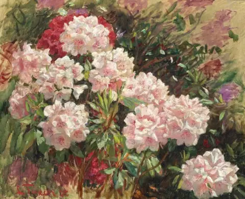 Flowering Rhododendrons In Tuxen S Garden In Skagen