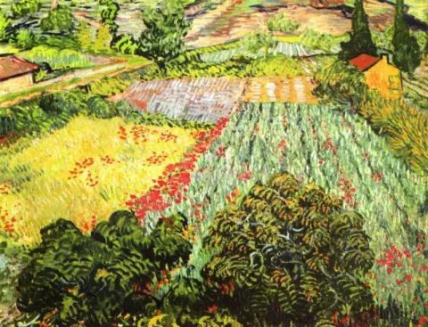 Veld in bloei